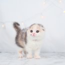 광주강아지분양 고양이분양 도로시펫 이미지