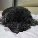 바르다펫 꿈의숲점 | [장위동애견미용][북서울꿈의숲애견미용샵]스트레스 덜한 애견 미용샵 바르다펫 꿈의숲점 솔직 찐 후기&#39;◡&#39;✿