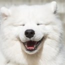 웃는강아지 이미지