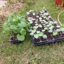 강소농장 이미지