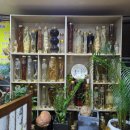 대왕산삼백숙농원 | [대전 근교/공주 맛집] 반포면/동학사/계룡산 대왕산삼백숙농원(갈비탕) 솔직 후기