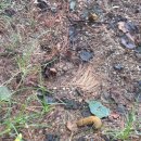 서진기업 강아지간식소 | 비숑프리제 변비에 도움되는 강아지유산균 펫쏘몰 프로바이오틱스 라이브플러스