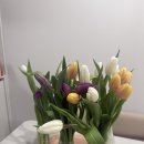 튤립 | [꽃정기구독] 유스풀몰 튤립꽃다발 후기