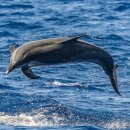 돌고래 이미지