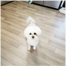 베베펫 천안 강아지분양 고양이분양 | 천안강아지분양 고민 끝, 베베펫 천안 강아지 고양이에서 만난 반려견 이야기!