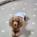 하늘애견 이미지