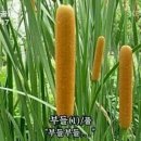 부들 이미지