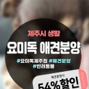 제주 강아지분양 애견샵 요미독 제주점 이미지