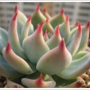 이쁜손톱 이미지