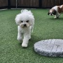 화명동 애견미용 강아지 유치원 하이그룸 이미지