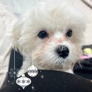 인퍼피 | 강아지 입양 후 꼭 해야하는 퍼피트레이닝 방법과 이유