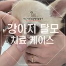 둔산동물병원 이미지