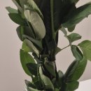 장미농장 | [농라/농라에프] 생금농장 생화 장미 하젤 구매후기