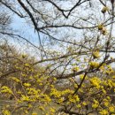 이천 산수유축제 2024 일정 주차 및 개화 상황 (경기도 꽃구경)