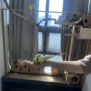 힐링주 | 19개월 아기와 함께간 안양 애견카페 작은 동물원 힐링주 / 동물먹이주기체험