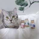 건강한펫 이미지