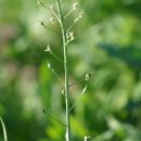 좀아마냉이Camelina microcarpa Andrz. ex DC. 이미지
