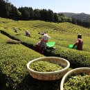 보성아이스크림 이미지