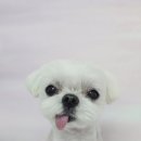 꽃보라미용실 이미지