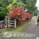 진주 정평리 무환자나무 이미지