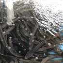 바다&장어 이미지