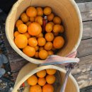 레드향 민박 이미지