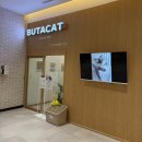 숙골로 88번길L | [공지] 고양이 집사도 방문한 인천 앨리웨이 고양이 카페 | 부타캣 후기