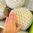 주니청과 | 양구 메론 양구 사과 택배 가능한 농가직영 과일가게 양구청과