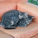 자매농장 이미지