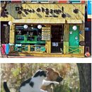 야옹아 멍멍해봐 이미지