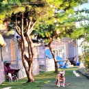 바다랑포도펜션 이미지