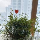 풍요의 아침 이미지