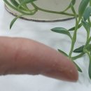 손데렐라 이미지