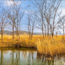 죽정습지 이미지