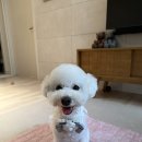 솔펫살롱 이미지