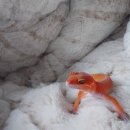 토당로 | 고양/일산파충류샵 크레윙 레오파드게코 입양 후기