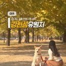 은행나무경로당 | 여주 가을 여행지 가볼만한곳 추천 ✦ 강천섬 유원지 은행나무 실시간 후기 (+주차장, 힐링센터 대여 꿀팁)