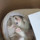 블럭비즈몬 이미지