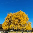 원주굽이길 18코스 반계리은행나무길 | (강릉살기244일차) 가을 절정 원주 단풍 여행 명소 11월 반계리 은행나무 축제