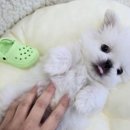 버디독 강아지분양 안심분양센터 시흥점 이미지