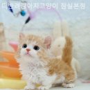 더 반려 강아지분양 고양이분양 잠실본점 네이버블로그