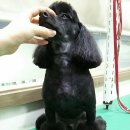 피닉스애견미용 이미지