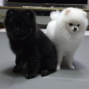 밀리언 로즈 가든 이미지