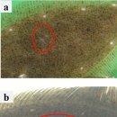체표 손상에 의한 넙치의 Tenacibaculum maritimum의 감염 이미지