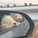 멜로우 멘션 | 강화도 애견동반 펜션 독채 : 멜로우멘션