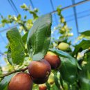 태동농장2 이미지