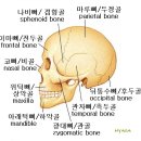 머리 뼈/ 두개골 Skull 頭蓋骨 이미지