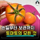 '토마토' 이렇게 자르면 손질 너무 쉽습니다 이미지