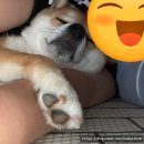 리츠펫 동탄능동점 | [동탄 애견카페] 여름 피서지로 리츠펫 방문 후기