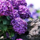 안성리-2 이미지